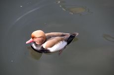 Kolbenente (5 von 5).jpg